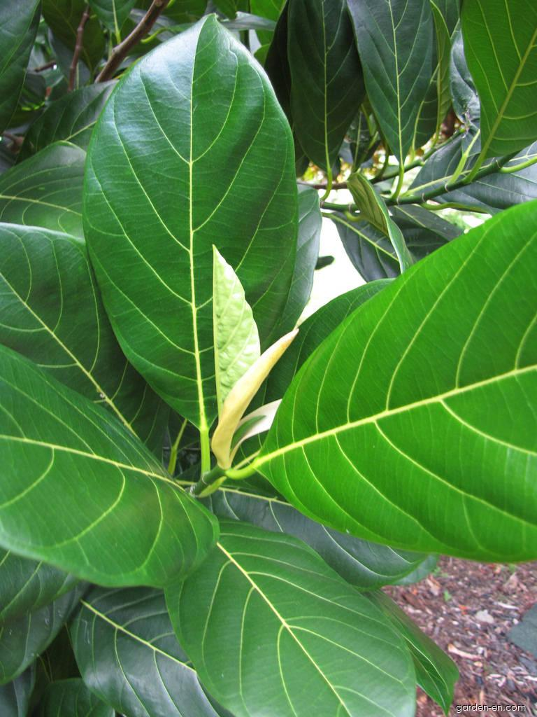 Saramgi's Jackfruit Leaves Pack Of 30 Leaves