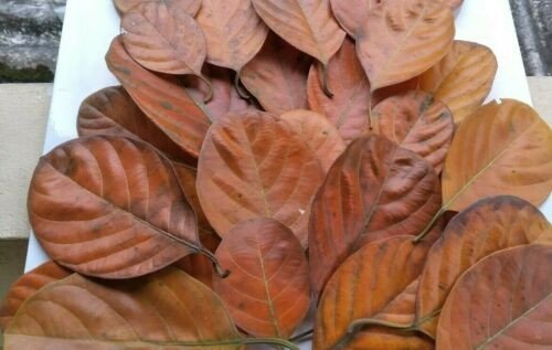 MS Fresh organic Jackfruit Dried  LEAF Pack of 25