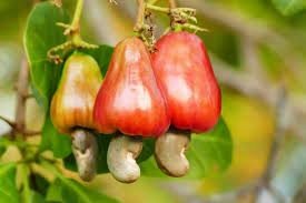 NATURAL FOODS Natural Foods Black 100% Natural delitious CASHEW NUT for Better Health 250G