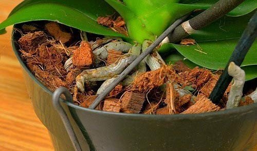MS- Coconut Husk Chips Soil-Less Orchid Potting Mix for Orchid , anthurium, Hoyas and catteleya 2KG