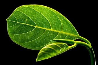 MS Fresh organic Jackfruit  LEAF Pack of 50