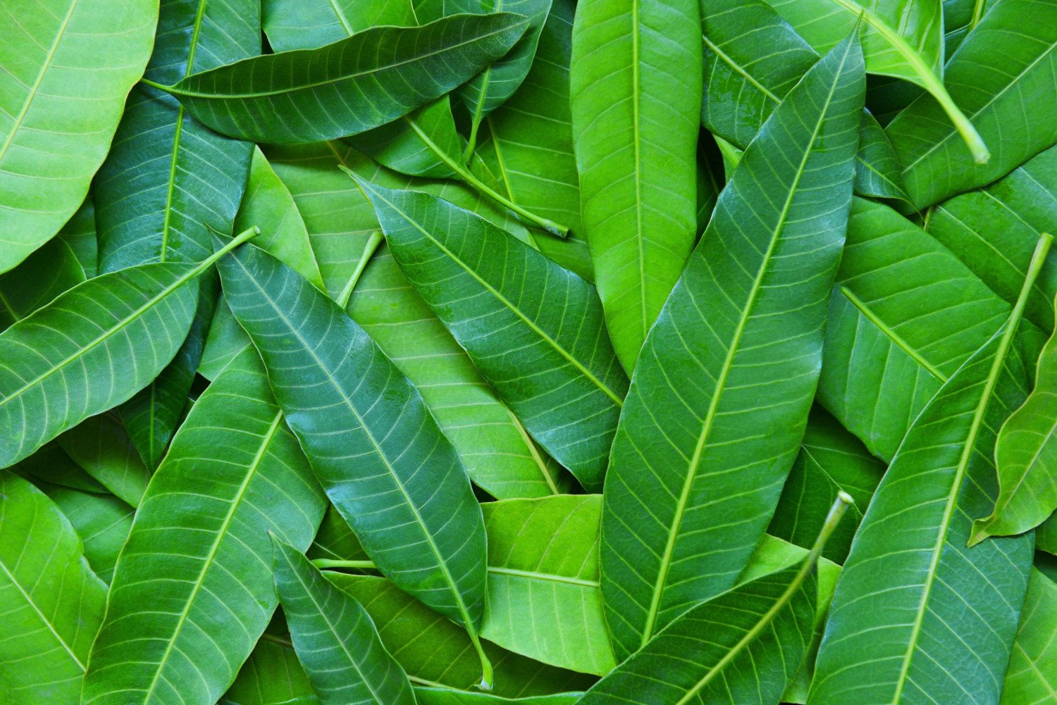 Saramgi's Fresh Mango Leaves For Skin Health Pack Of 30 Pieces